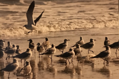 sea-gulls-scaled